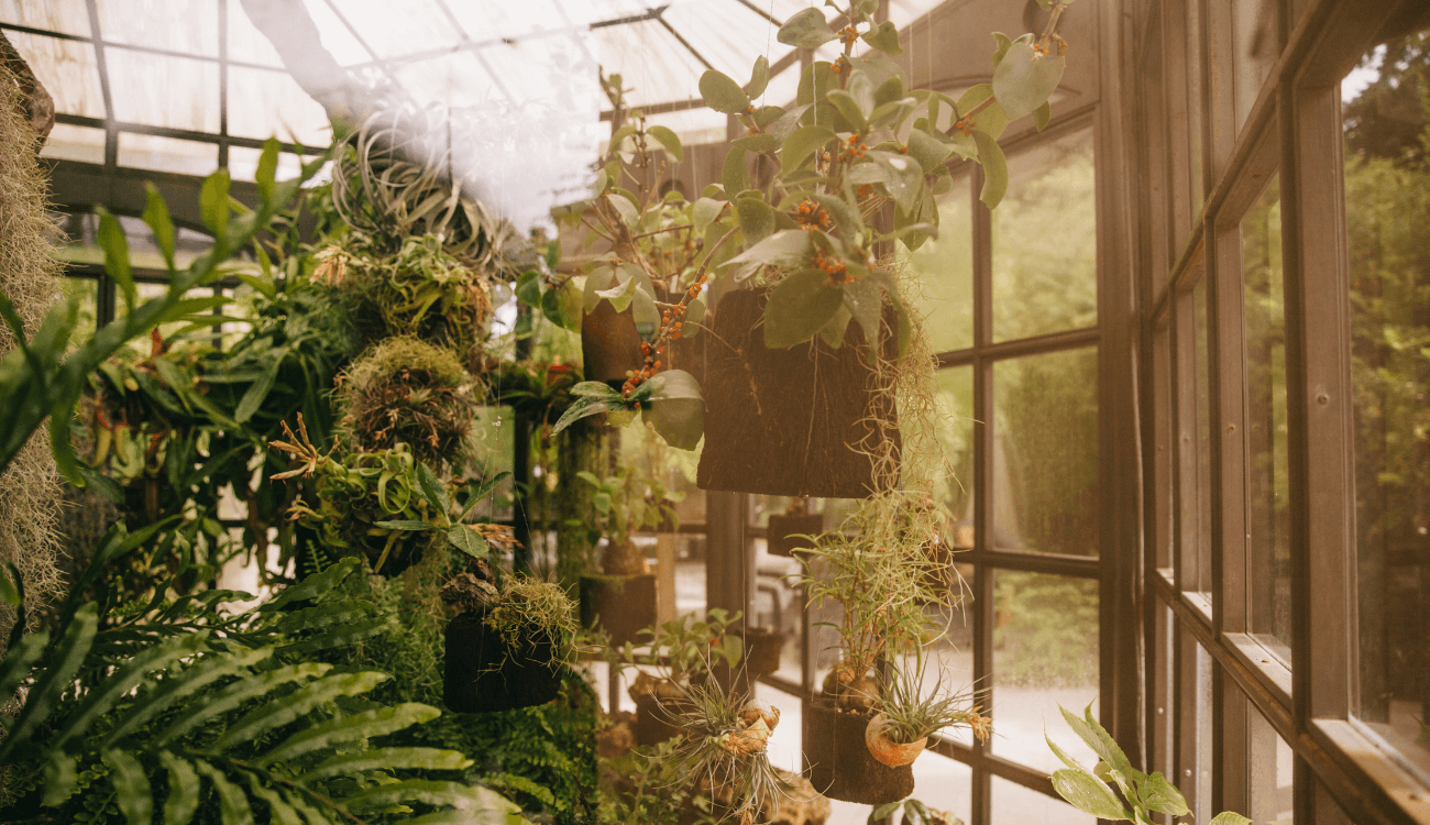 plants inside a conservatory